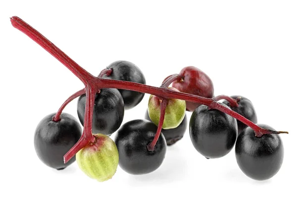 Cabang Muda Dari Elderberry Dengan Hijau Merah Dan Hitam Beri — Stok Foto