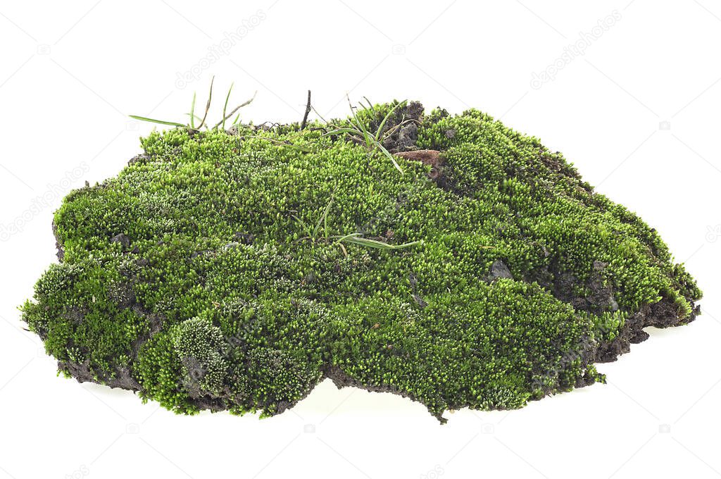 Green moss with grass on pile of dirt isolated on a white background