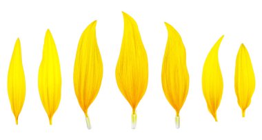 Beyaz arka planda izole edilmiş ayçiçeği yaprakları, üst görünüm.