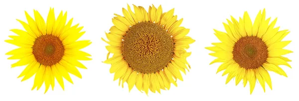 Sada Slunečnice Květiny Izolované Bílém Pozadí Horní Pohled — Stock fotografie
