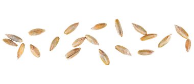 Beyaz arka planda izole edilmiş çavdar taneleri, üst manzara. Makro.