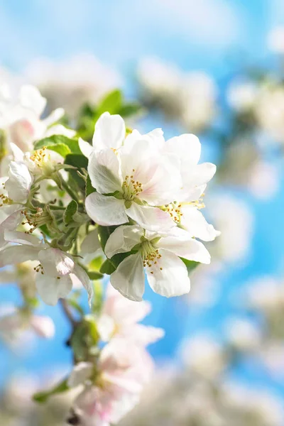 Κοντινό Πλάνο Άνθη Μήλου Λευκά Λουλούδια Και Μπλε Ουρανό Άνοιξη — Φωτογραφία Αρχείου