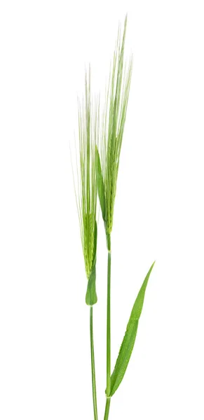 白い背景に隔離された大麦の2つの緑の耳 — ストック写真