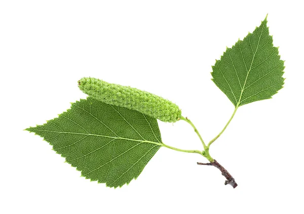 Isolated Image Green Birch Leaves Bud White Background Top View — Stock Photo, Image