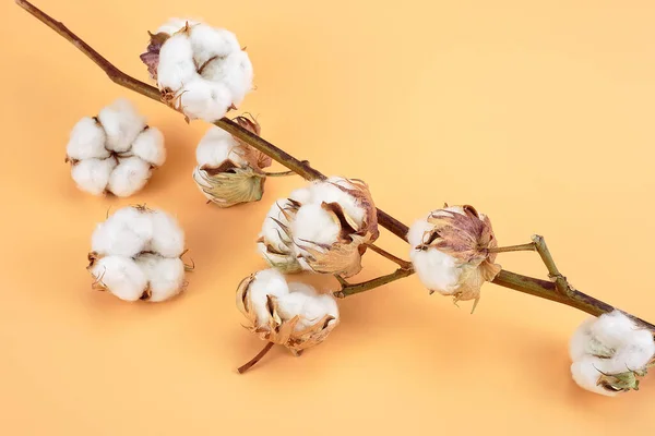 Cotton branch with white flowers on a brown background, top view. Light color cotton background.