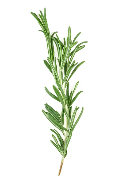 Fresh Rosemary Sprig Isolated White Background — Stock Photo, Image