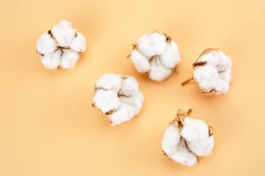 Çiçek bileşimi - Pastel kahverengi arka planda pamuk çiçekleri.