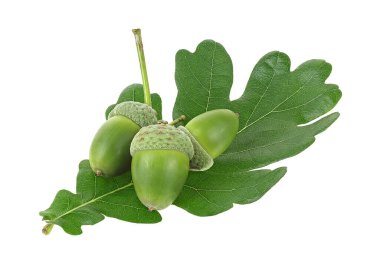 Genç meşe palamutları ve yeşil meşe yaprağı beyaz arka planda izole edilmiş.