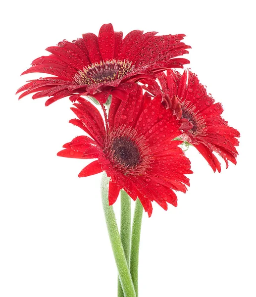 Rote Gerbera Blüht Mit Wassertropfen Auf Weißem Hintergrund Valentinstag — Stockfoto