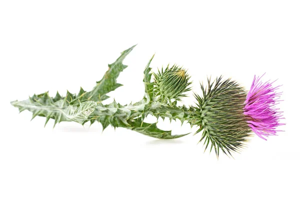 Thistle Flower Leaves Prickles Isolated White Background — Stock Photo, Image