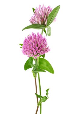 Herbal medicine: Clover flowers isolated on a white background