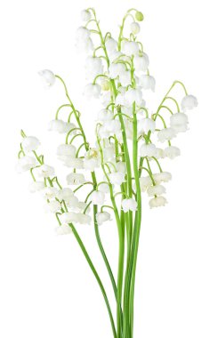 Vadi çiçekleri zambağı beyaz bir arka planda izole edilmiş.