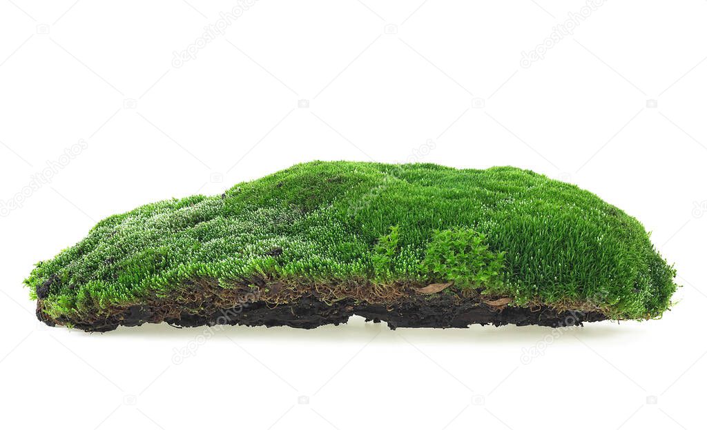 Green moss isolated on a white background. Forest moss