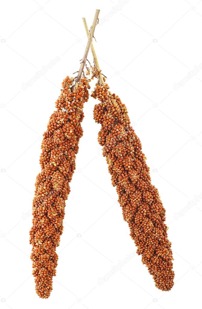 Two twig of red millet isolated on a white background, top view.