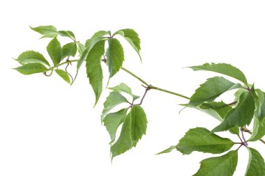 Üzüm dalı beyaz arka planda izole edilmiş. Yeşil yapraklı partenosissus dalı.