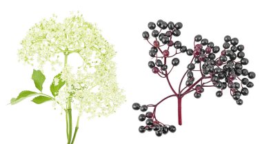 Beyaz arka planda çiçek ve meyve siyah mürver (Sambucus nigra). Siyah yaşlı, Avrupalı yaşlı ve Avrupa siyah mürver üzümü.