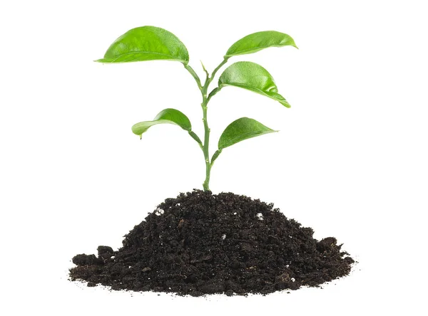 Концепция Новой Жизни Маленькое Зеленое Растение Растущее Почве Изолировано Белом — стоковое фото