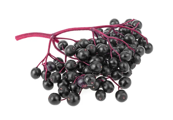 Healthy Food European Black Elderberry Fruit Branch Isolated White Background — Stock Photo, Image