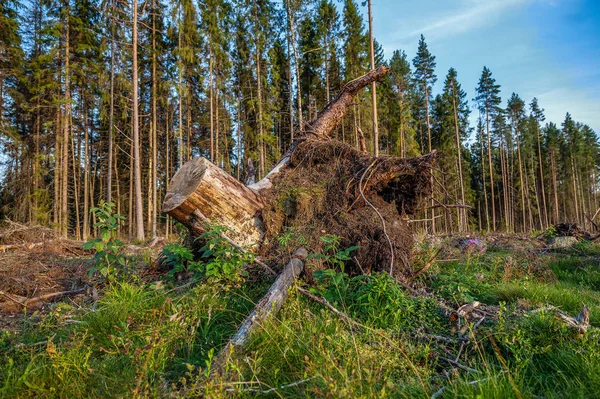 Blick auf Baumstumpf mit Wurzeln — Stockfoto