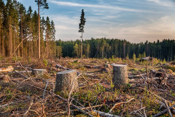 Blick auf Stämme gefällter Bäume — Stockfoto