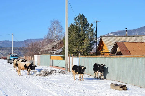 奶牛在 Bolshoe Goloustnoe Baykalskaya 大街上过冬 — 图库照片