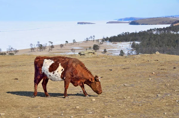 Byn Khuzhir Fläckig Betande Stranden Sjön Baikal Cape Burkhan — Stockfoto