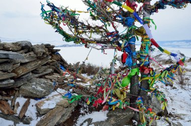 Ogoy (Ogoi) Adası'nda Deniz baykal kurdela ile bağlı ağaç