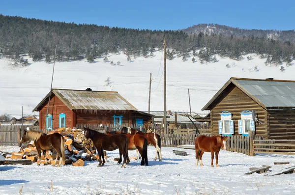 シベリアは、Bolshoe Goloustnoe の村。雪山の背景で馬と冬の農村風景 — ストック写真