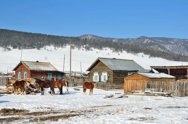 Siberia, el pueblo de Bolshoe Goloustnoe. Paisaje rural de invierno con caballos en el fondo de montañas nevadas —  Fotos de Stock