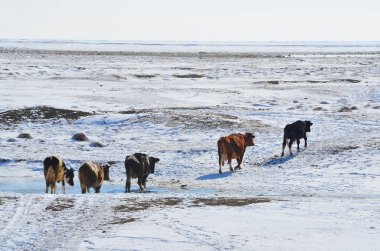 Bir ford Goloustnaya Nehri'nde geçen ineklere