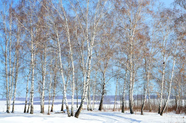 Winter forest on the banks of the Angara river in winter in sunny day