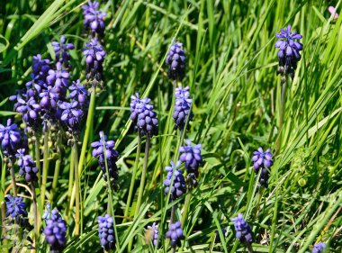 Kırım'da yaz Muskari