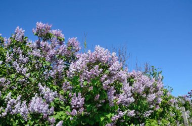 Bir çiçek açması Lila Crimea'da çalılar