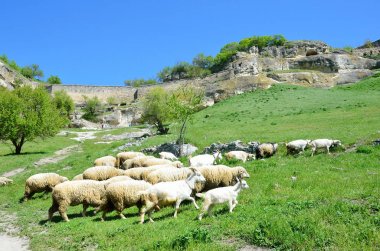 Herd of goats and sheeps grazing in the beam Maryam-Dere in sunny spring day in front of the cave town Chufut-Kale. Crimea clipart