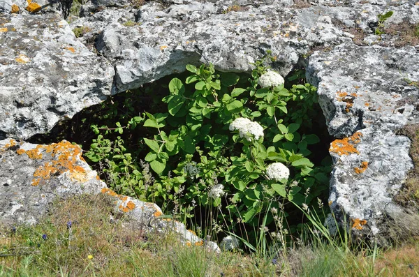 Crimea Flowering Viburnum Lantana Family Viburnaceae Plateau Tepe Kermen — Stock Photo, Image