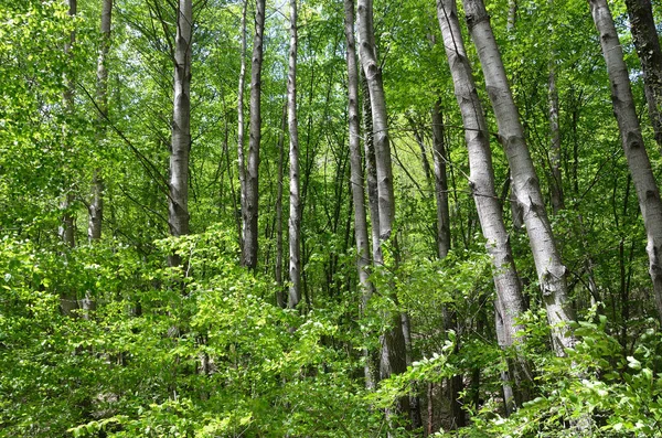 Zamontować Krymskiej Lasu Wiosną Zboczu Mangup — Zdjęcie stockowe