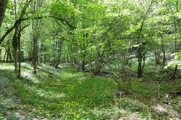 Кримського Лісу Навесні Схилі Гори Мангуп Змонтувати — стокове фото