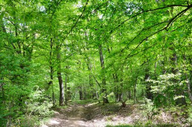  Kırım orman Mangup yamacında ilkbaharda mount