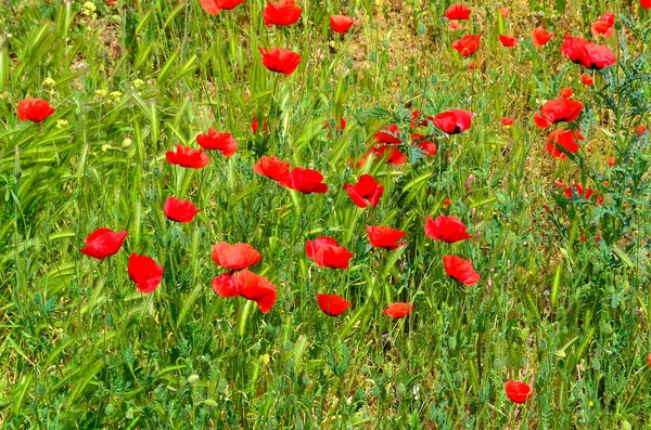 Fleurs Coquelicots Rouges Crimée — Photo