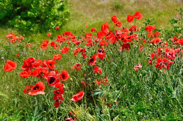 Papaveri Rossi Fiorenti Crimea — Foto Stock