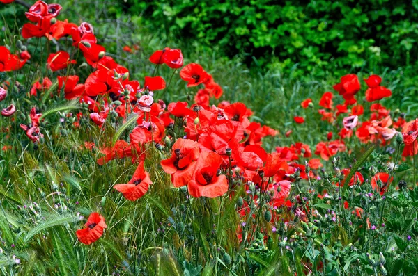 Fleurs Coquelicots Rouges Crimée — Photo