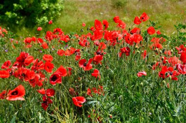 Kırım'kırmızı haşhaş çiçeklenme