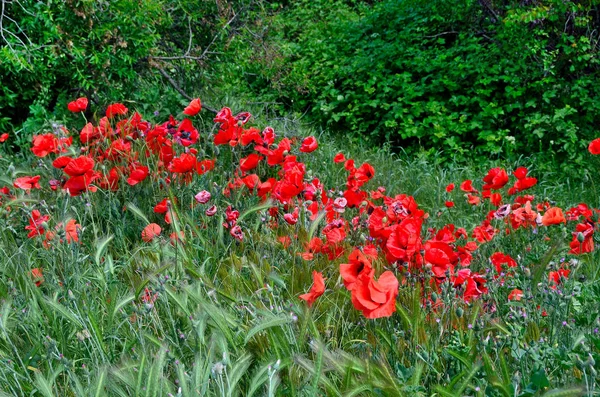 Fleurs Coquelicots Rouges Crimée — Photo