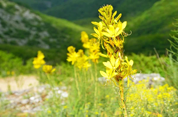 Asphodeline Lutea Reichb Гранд Canion Криму — стокове фото