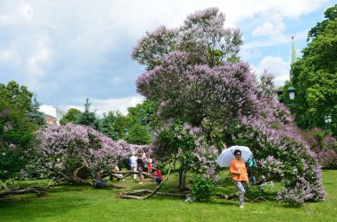 Moscow, Russia, June, 12, 2017, People walking in the Alexander garden among the old bushes of a blossoming lilac near Moscow kremlin clipart