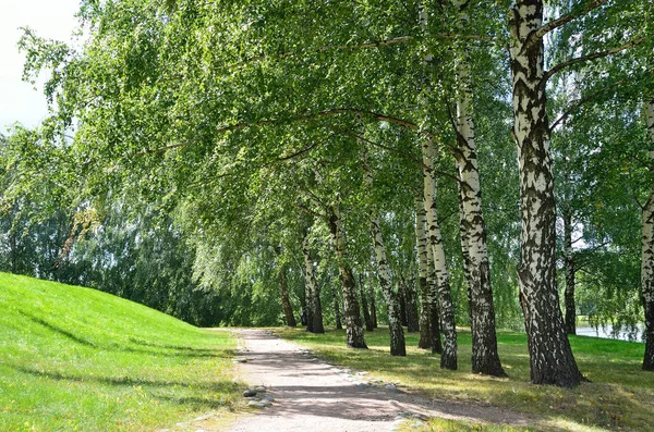 Moscow Birch Grove Park Tsaritsyno — Stock Photo, Image