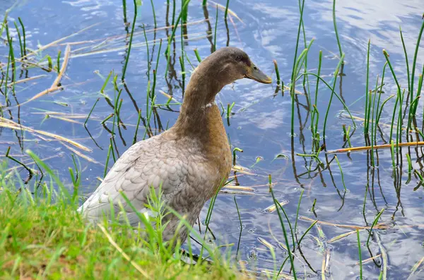 池塘里的野鸭 — 图库照片