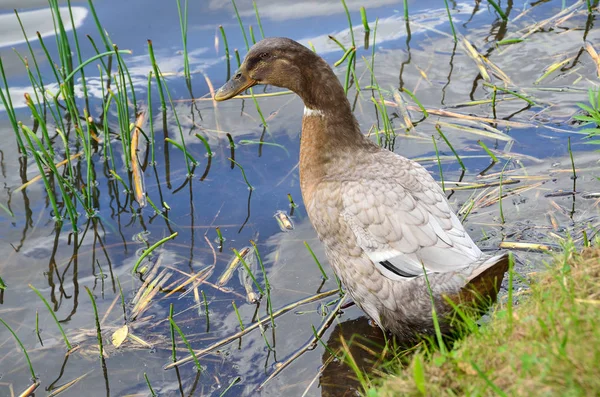 Stockente im Teich — Stockfoto