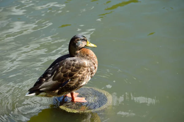 Mallard duck on a wooden column in the pond in Tsaritsyno — Stock Photo, Image