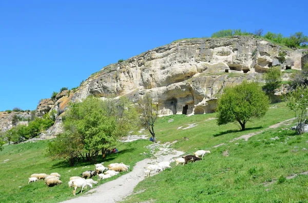Bakhchisaray, mandrie di capre e pecore al pascolo nella trave Maryam-Dere nella soleggiata giornata primaverile di fronte alla città grotta Chufut-Kale. Kenasas caraita di 14 e 18 secoli — Foto Stock